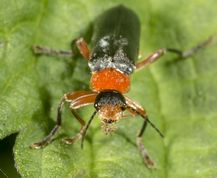 Blødvinge cantharis pellucida